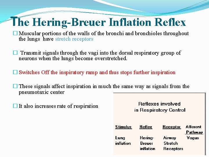 The Hering-Breuer Inflation Reflex � Muscular portions of the walls of the bronchi and