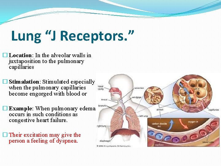 Lung “J Receptors. ” � Location: In the alveolar walls in juxtaposition to the