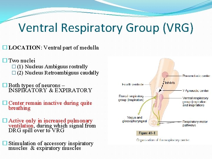 Ventral Respiratory Group (VRG) � LOCATION: Ventral part of medulla � Two nuclei �