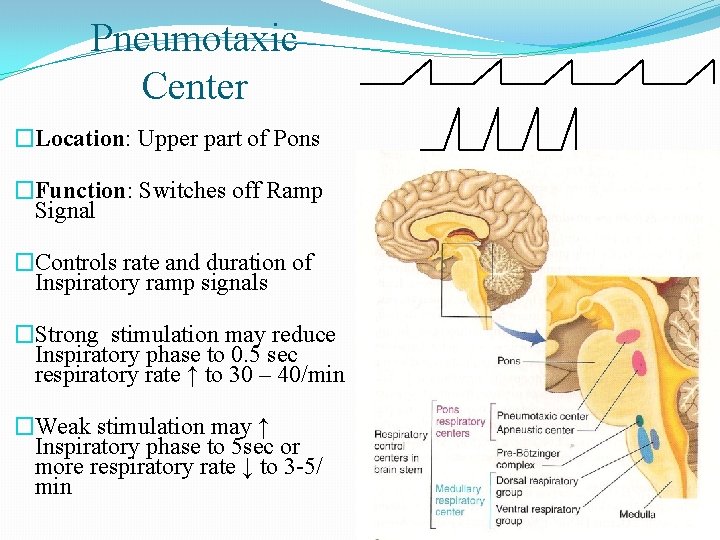 Pneumotaxic Center �Location: Upper part of Pons �Function: Switches off Ramp Signal �Controls rate