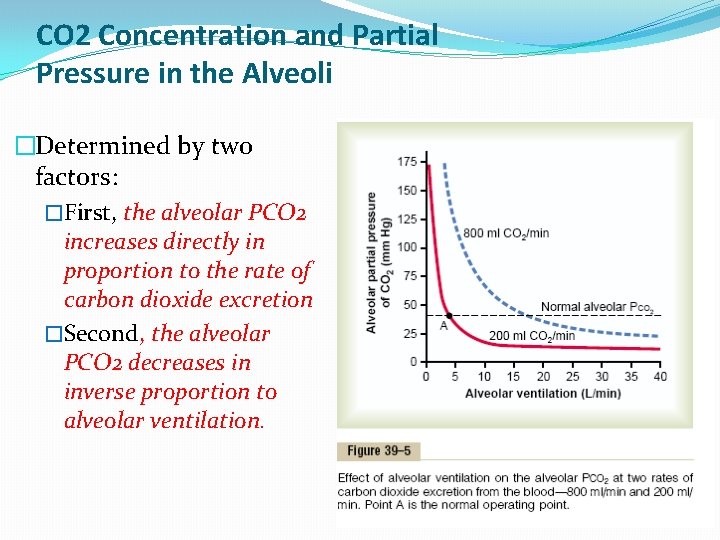 CO 2 Concentration and Partial Pressure in the Alveoli �Determined by two factors: �First,