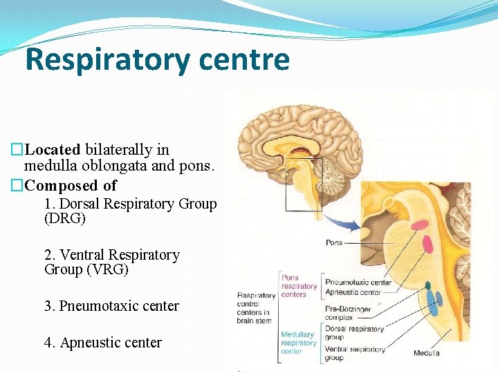 Respiratory centre �Located bilaterally in medulla oblongata and pons. �Composed of 1. Dorsal Respiratory