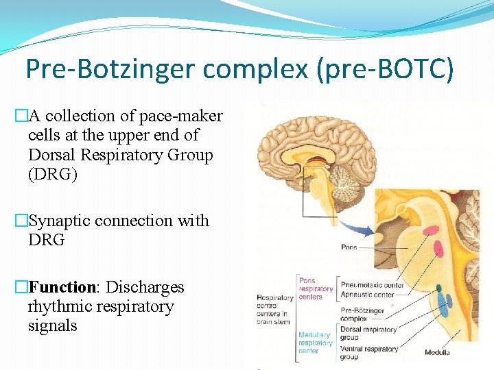 Pre-Botzinger complex (pre-BOTC) �A collection of pace-maker cells at the upper end of Dorsal
