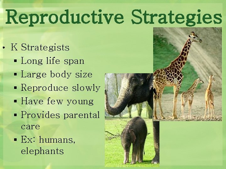 Reproductive Strategies • K Strategists § Long life span § Large body size § Reproductive Strategies • K Strategists § Long life span § Large body size §