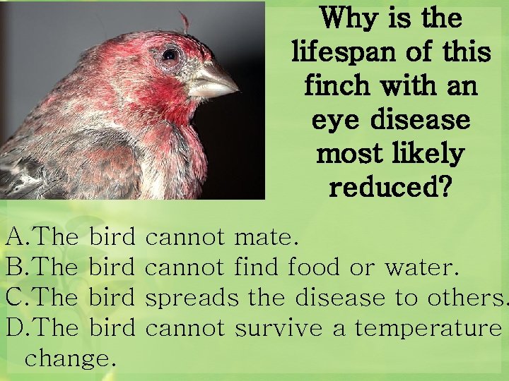 Why is the lifespan of this finch with an eye disease most likely reduced?