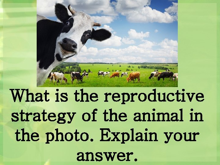 What is the reproductive strategy of the animal in the photo. Explain your answer.