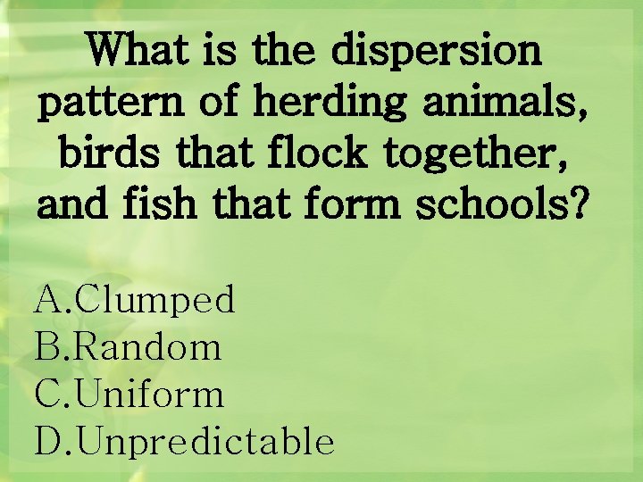 What is the dispersion pattern of herding animals, birds that flock together, and fish