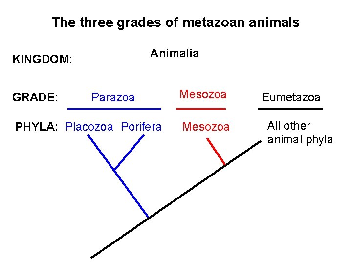 The three grades of metazoan animals Animalia KINGDOM: GRADE: Parazoa PHYLA: Placozoa Porifera Mesozoa