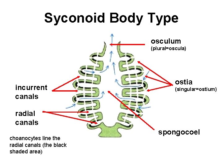 Syconoid Body Type osculum (plural=oscula) incurrent canals ostia (singular=ostium) radial canals choanocytes line the