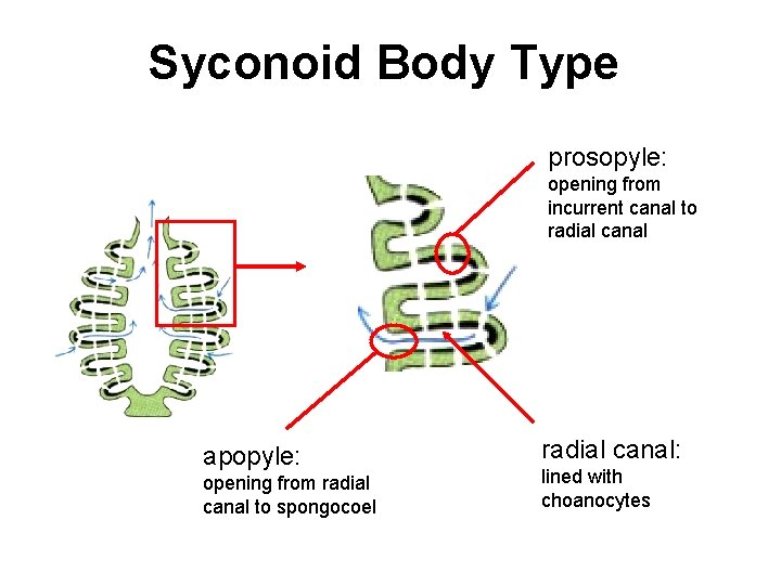 Syconoid Body Type prosopyle: opening from incurrent canal to radial canal apopyle: opening from