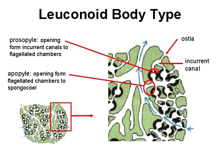 Leuconoid Body Type prosopyle: opening ostia form incurrent canals to flagellated chambers apopyle: opening