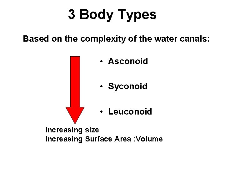 3 Body Types Based on the complexity of the water canals: • Asconoid •