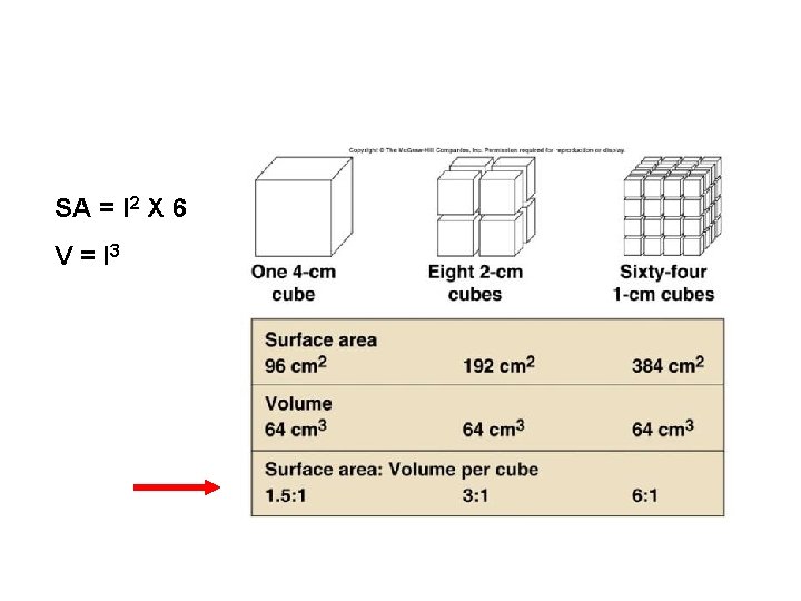 SA = l 2 X 6 V = l 3 