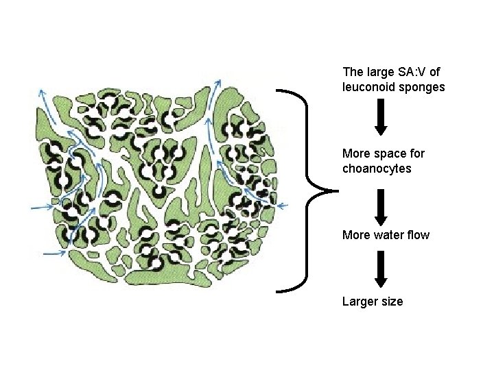 The large SA: V of leuconoid sponges More space for choanocytes More water flow