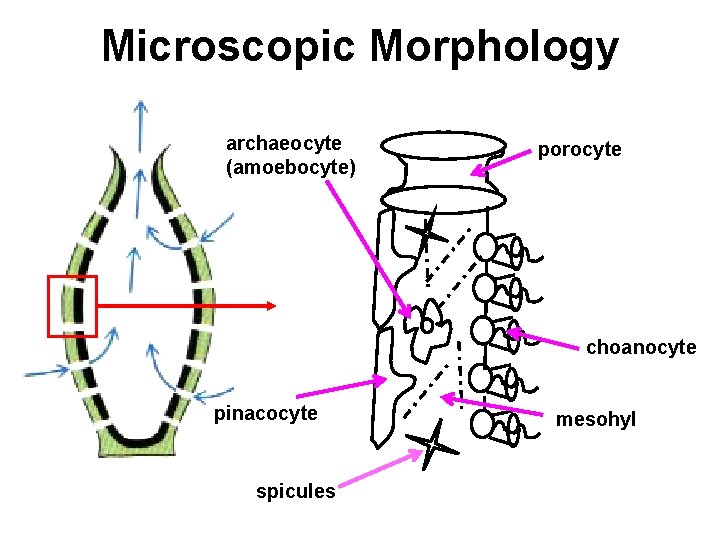 Microscopic Morphology archaeocyte (amoebocyte) porocyte choanocyte pinacocyte spicules mesohyl 