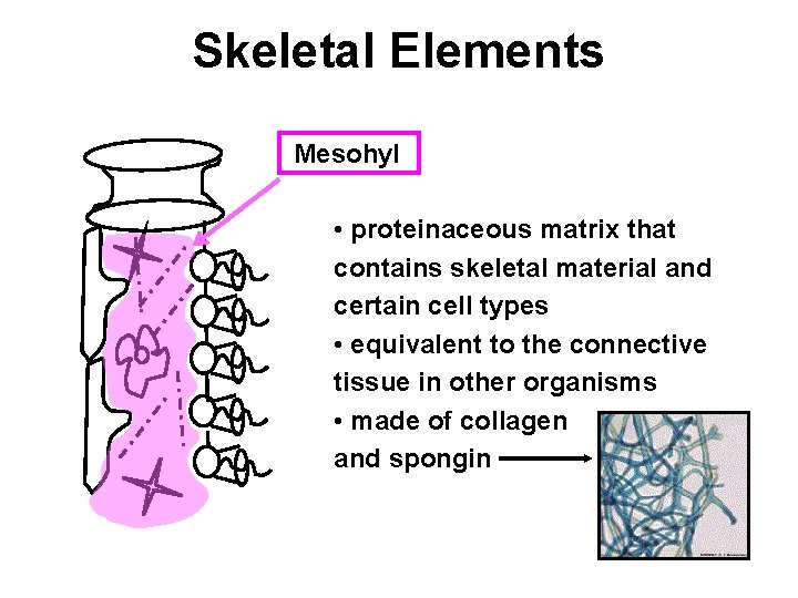 Skeletal Elements Mesohyl • proteinaceous matrix that contains skeletal material and certain cell types