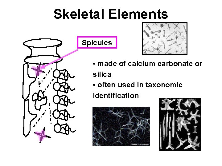 Skeletal Elements Spicules • made of calcium carbonate or silica • often used in