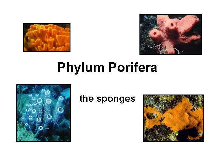 Phylum Porifera the sponges 