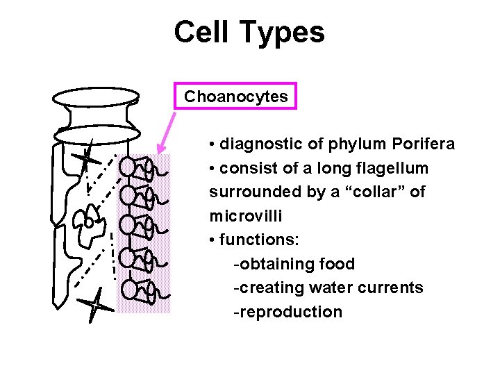 Cell Types Choanocytes • diagnostic of phylum Porifera • consist of a long flagellum