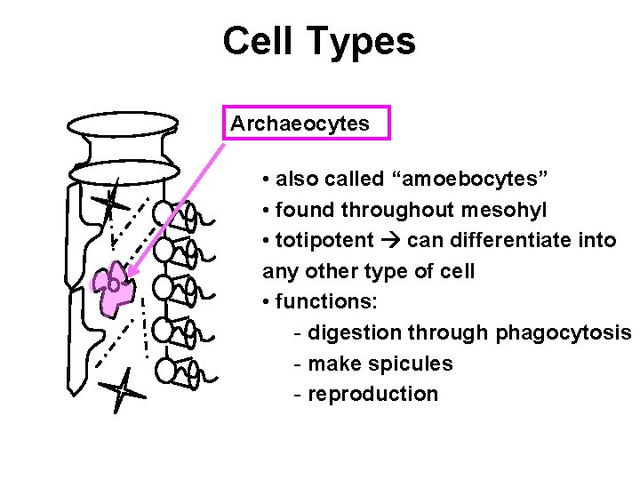 Cell Types Archaeocytes • also called “amoebocytes” • found throughout mesohyl • totipotent can