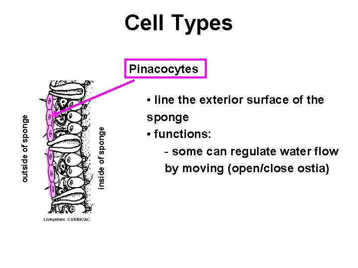 Cell Types inside of sponge outside of sponge Pinacocytes • line the exterior surface