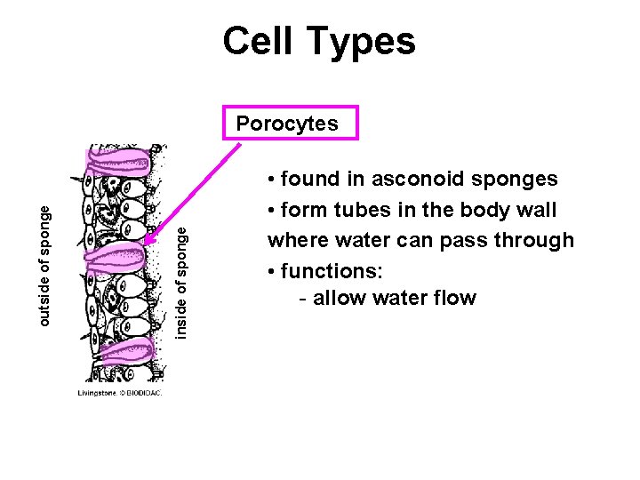 Cell Types inside of sponge outside of sponge Porocytes • found in asconoid sponges