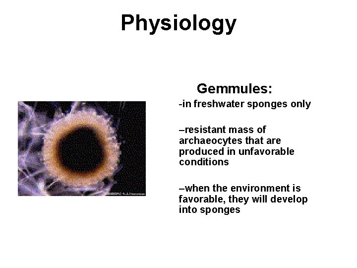 Physiology Gemmules: -in freshwater sponges only –resistant mass of archaeocytes that are produced in