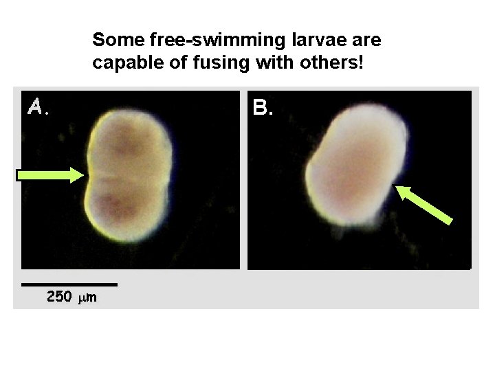 Some free-swimming larvae are capable of fusing with others! B. 