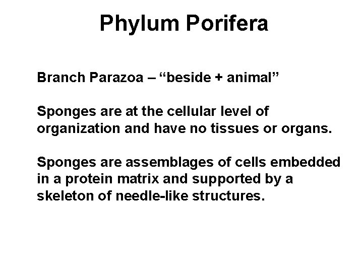 Phylum Porifera Branch Parazoa – “beside + animal” Sponges are at the cellular level