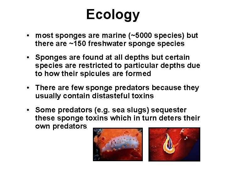 Ecology • most sponges are marine (~5000 species) but there are ~150 freshwater sponge