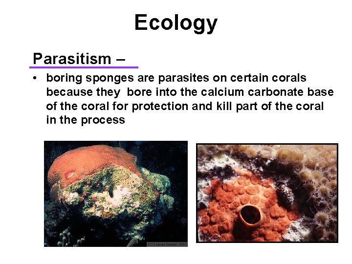 Ecology Parasitism – • boring sponges are parasites on certain corals because they bore