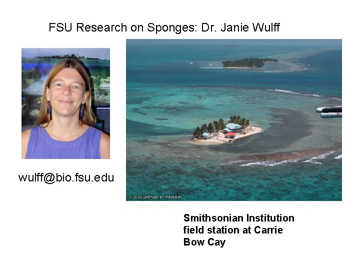 FSU Research on Sponges: Dr. Janie Wulff wulff@bio. fsu. edu Smithsonian Institution field station