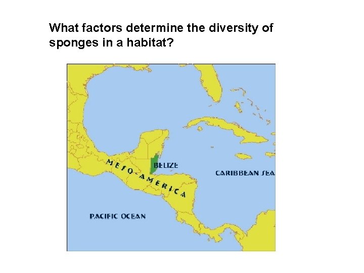 What factors determine the diversity of sponges in a habitat? 