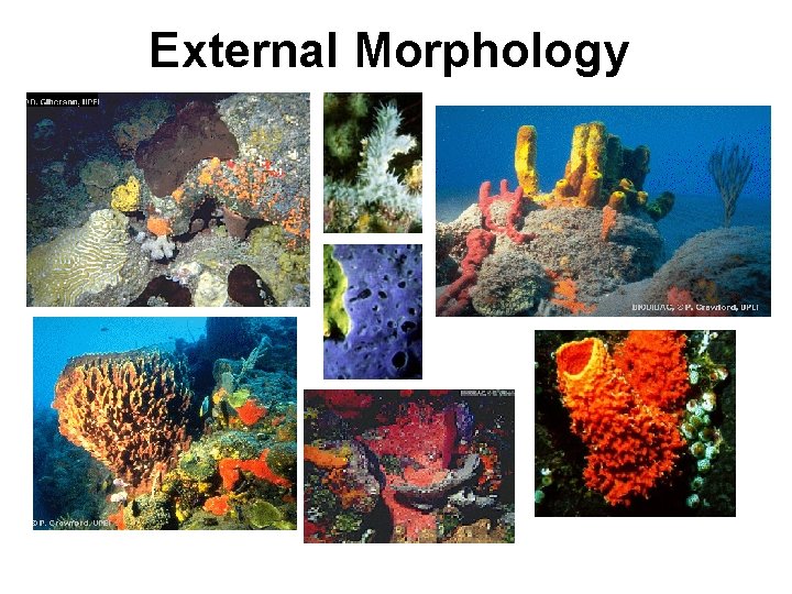 External Morphology 