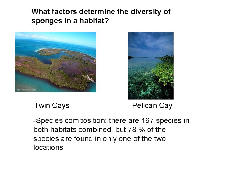 What factors determine the diversity of sponges in a habitat? Twin Cays Pelican Cay