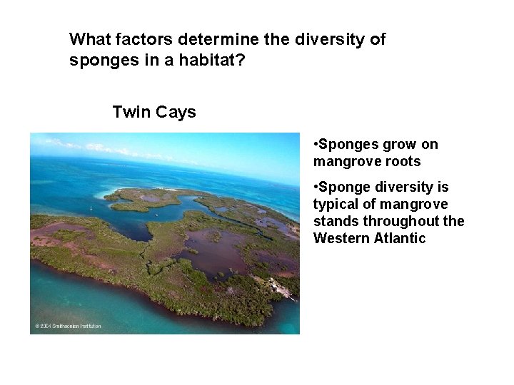 What factors determine the diversity of sponges in a habitat? Twin Cays • Sponges