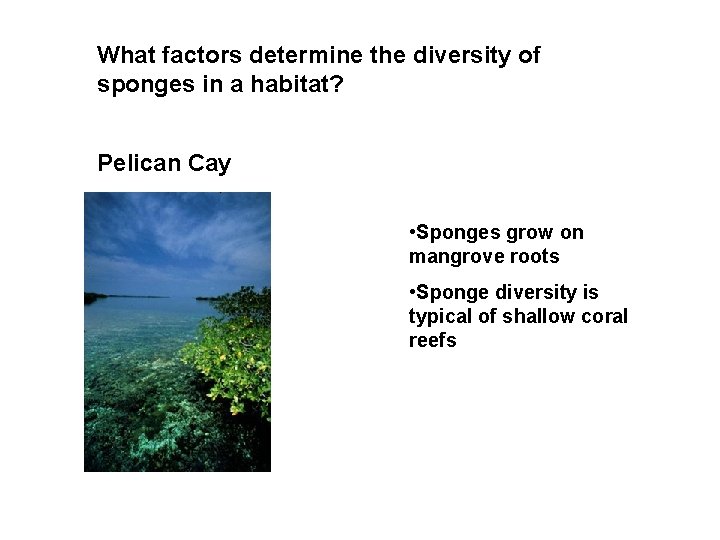 What factors determine the diversity of sponges in a habitat? Pelican Cay • Sponges