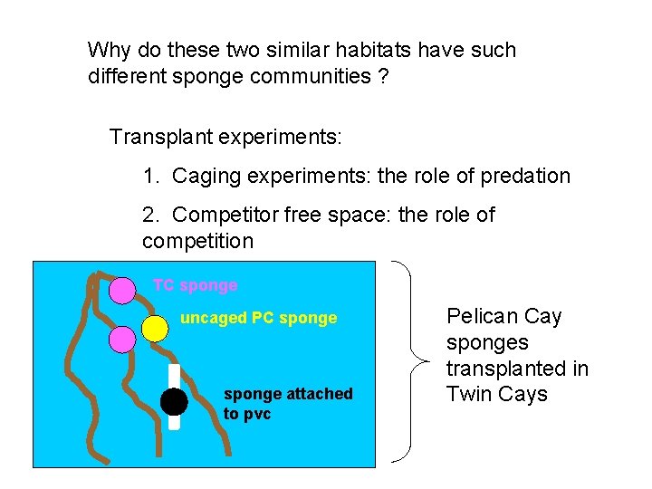 Why do these two similar habitats have such different sponge communities ? Transplant experiments: