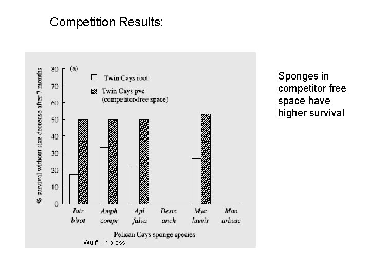 Competition Results: Sponges in competitor free space have higher survival Wulff, in press 