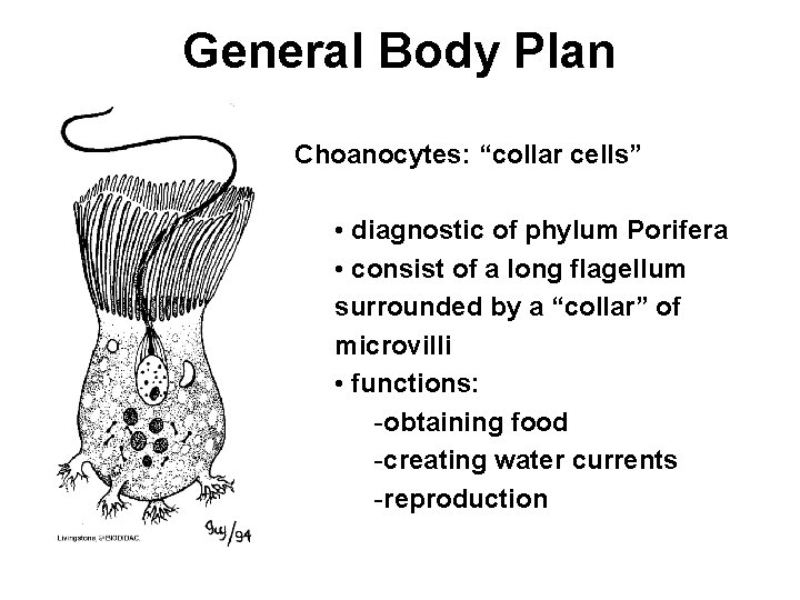 General Body Plan Choanocytes: “collar cells” • diagnostic of phylum Porifera • consist of