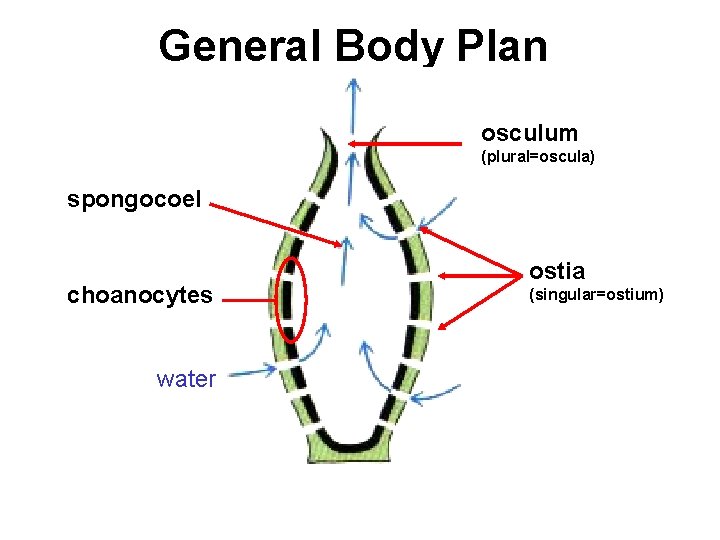 General Body Plan osculum (plural=oscula) spongocoel choanocytes water ostia (singular=ostium) 