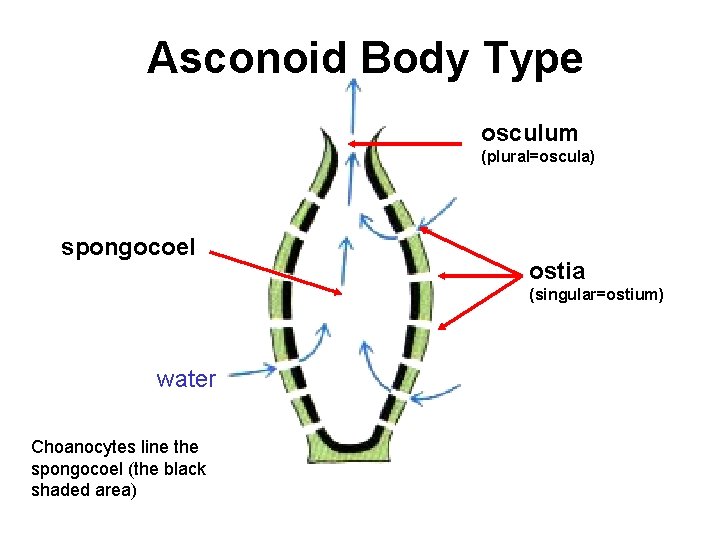 Asconoid Body Type osculum (plural=oscula) spongocoel ostia (singular=ostium) water Choanocytes line the spongocoel (the