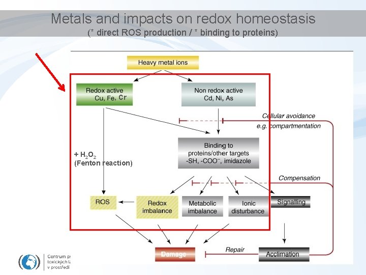 Metals and impacts on redox homeostasis (* direct ROS production / * binding to
