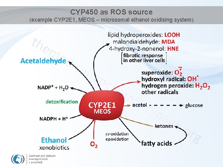 CYP 450 as ROS source (example CYP 2 E 1, MEOS – microsomal ethanol
