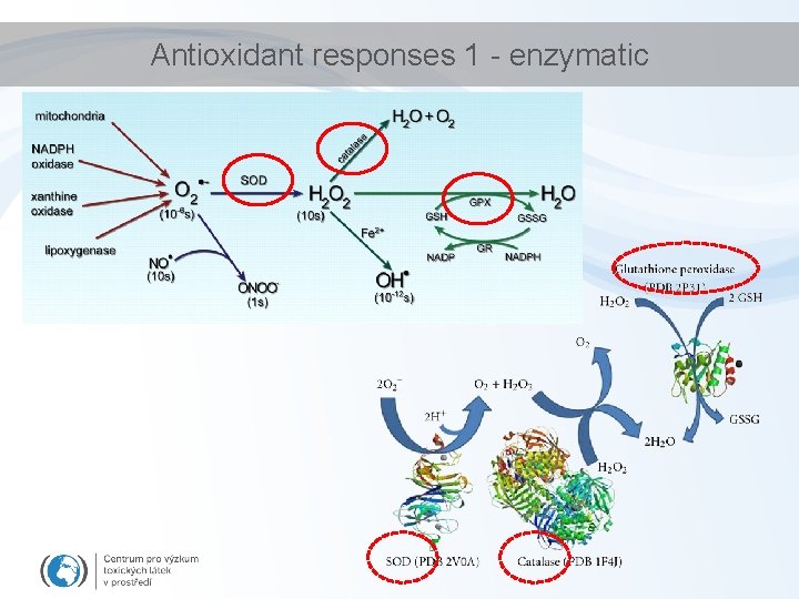 Antioxidant responses 1 - enzymatic 
