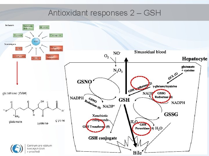 Antioxidant responses 2 – GSH 