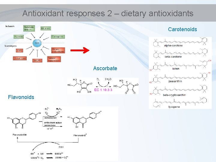 Antioxidant responses 2 – dietary antioxidants Carotenoids Ascorbate Flavonoids 