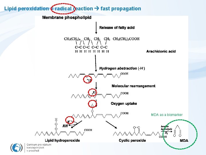 Lipid peroxidation = radical reaction fast propagation MDA as a biomarker 