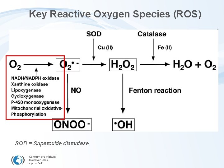 Key Reactive Oxygen Species (ROS) SOD = Superoxide dismutase 