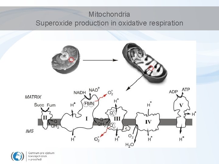 Mitochondria Superoxide production in oxidative respiration 
